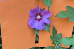 IMG_8605