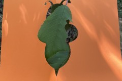IMG_8615